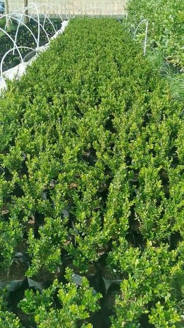 Blocks of Buxus on floor