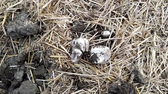 ШАМПИНЬОНЫ В ПРИДНЕСТРОВЬЕ \ ПОХОД ЗА ГРИБАМИ