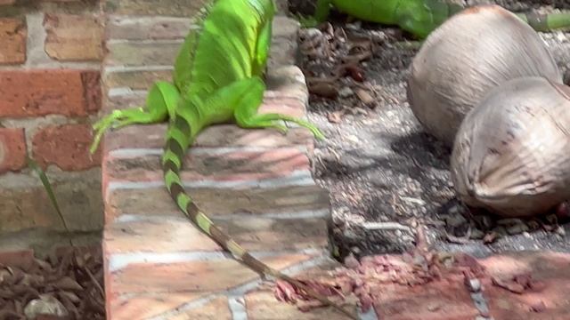 Iguanas