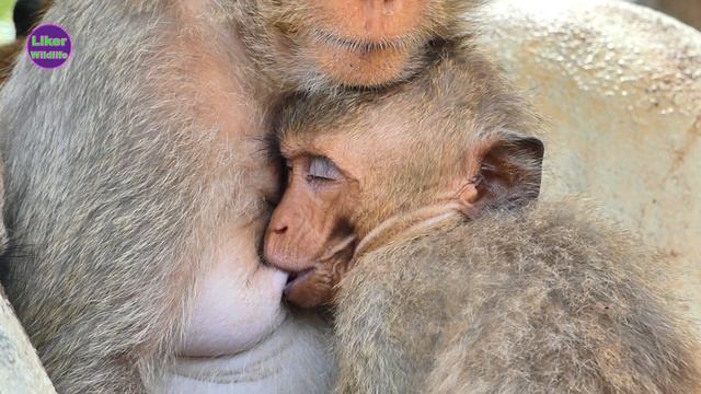 Adorable Monkey M o M o follow Mama in the park before Mama give milk and sleep well