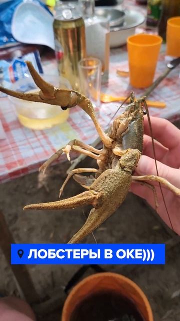 Лобстер в ОКЕ)) ПОЙМАЛИ 3КГ РАКОВ