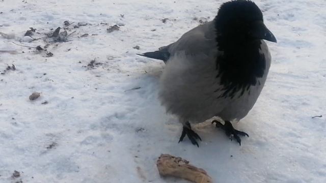 Ворона Малая заглатывает куски \ Hooded crow Smalls swallows chunks of meat