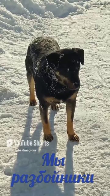 Мы разбойники.