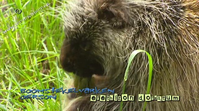 Porcupine & baby - Boomstekelvarken - Erethizon dorsatum