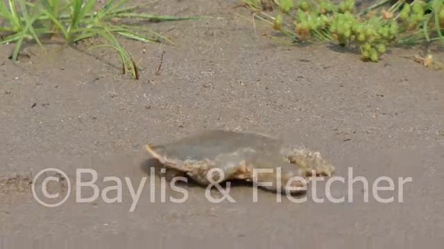 Turtle hatchery, Mekong River, Cambodia. 20130324_092403.m2ts
