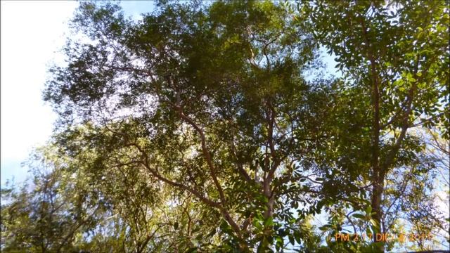 ruta 4x4 arrollo bagresitos 2011 (2) club culiacan xtreme.wmv
