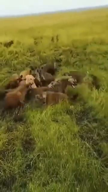 lion fight jackal