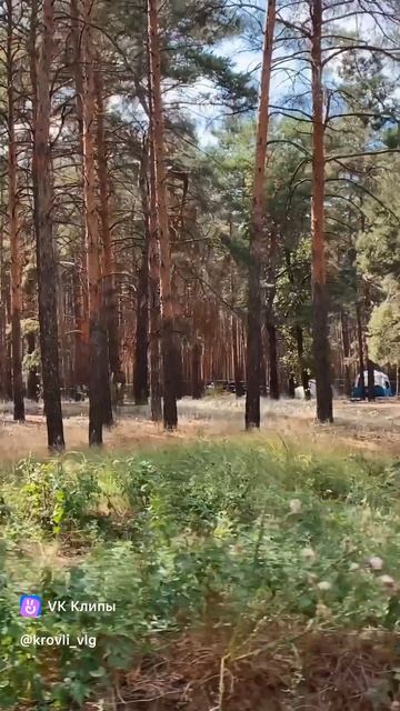 ДОМ НА ЮГЕ / В КОНЦЕ ОГОРОДА ВОЛГА / В 100м СОСНОВЫЙ ЛЕС