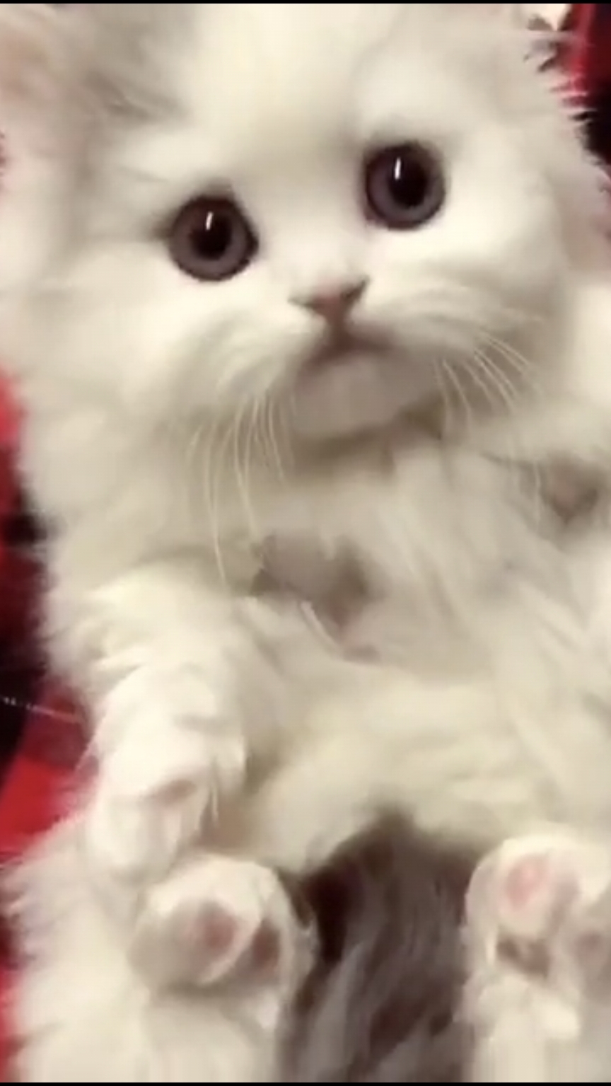 Кото няшка