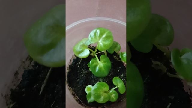 Каладиумы из семян,опыт выращивания