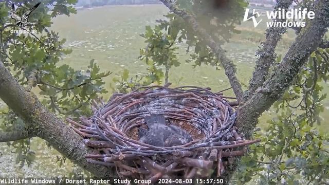 Dorset Hobby Falco Subbuteo 08:08.2024 15:28