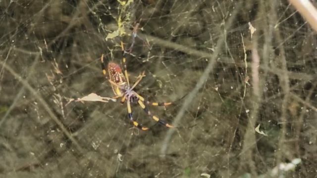 Argiope Aurantia (common garden spider)