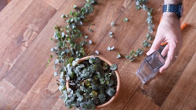 CORAÇÕES EMARANHADOS (Ceropegia woodii) - Suculenta de meia sombra