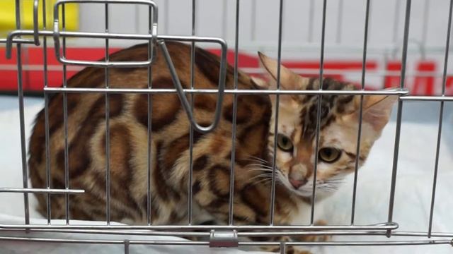 Бангалы ZooCat.ru