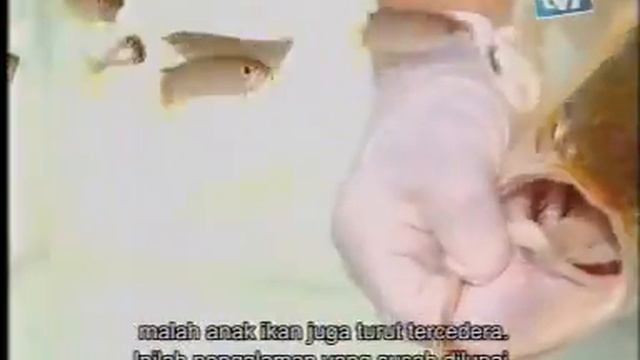 Galeri Aqua - Arowana (2/3)