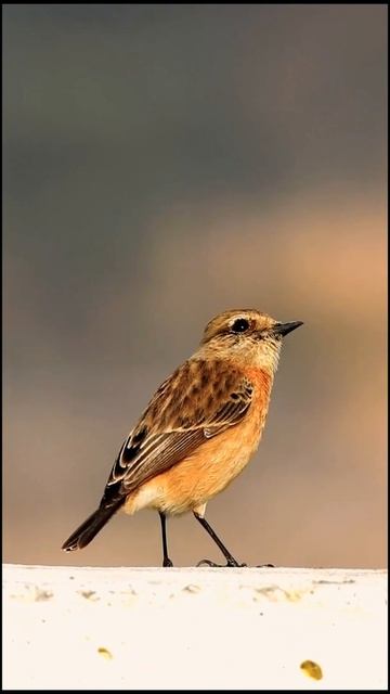 Mountain Bird || "The Black Redstart" #birdphotography  #natgeo #wildlife #birds  #photography