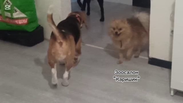 Бигль пришёл на груминг и потусил с друзьями в гостинице