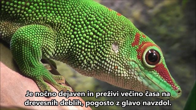 Madagaskarski dnevni gekon v ZOO Ljubljana