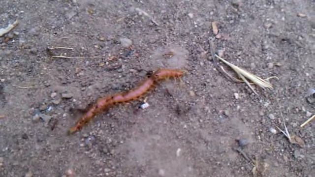 A Formica moki tries to take a centipede away from a bunch of Dorymyrmex bicolor - O'neill Park, CA