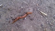 A Formica moki tries to take a centipede away from a bunch of Dorymyrmex bicolor - O'neill Park, CA