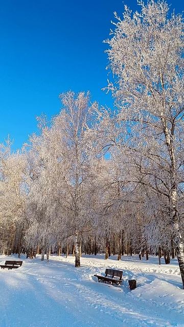 зимний лес🌨