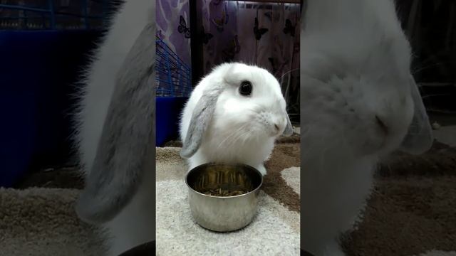 Когда кролик кушает