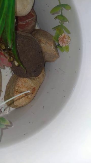فقس بيض سمك الدانيال زيبرا.daniel fish