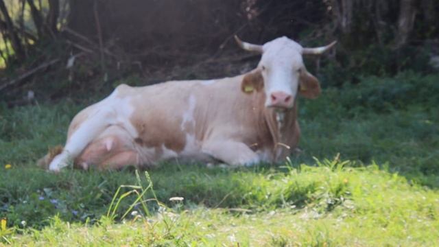 2023-08-26 PLANINCA RTIODACTYLA Bos taurus DOMAČE GOVEDO