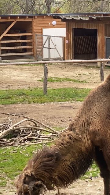 Two funny camels 😀 #animals #shorts