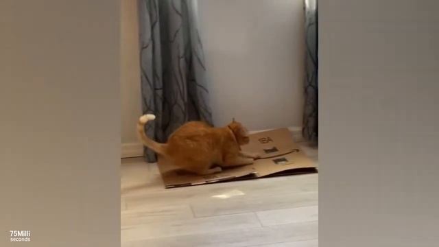Anime Сat /Аниме кот / Очень смешное видео с жизни котов/ 5:00 смешного видео Funny Cats