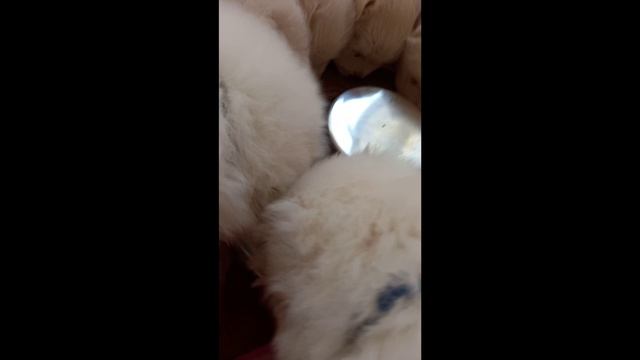 Круглый стол