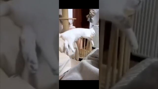 Забавные спящие котики