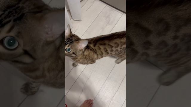 Кормлю котов
