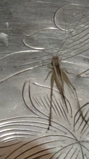 insect