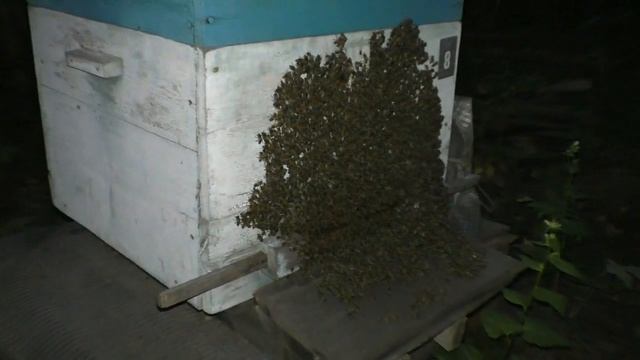 Когда пчелам очень жарко