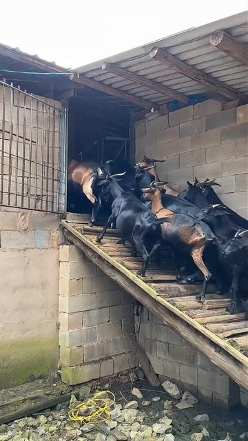 African Nubia Black Goats Raised In Captivity !