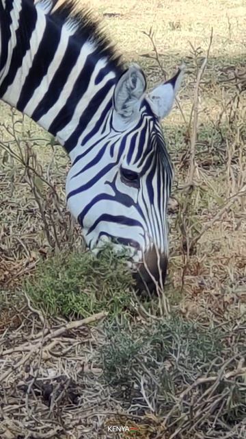 wildlife Direct