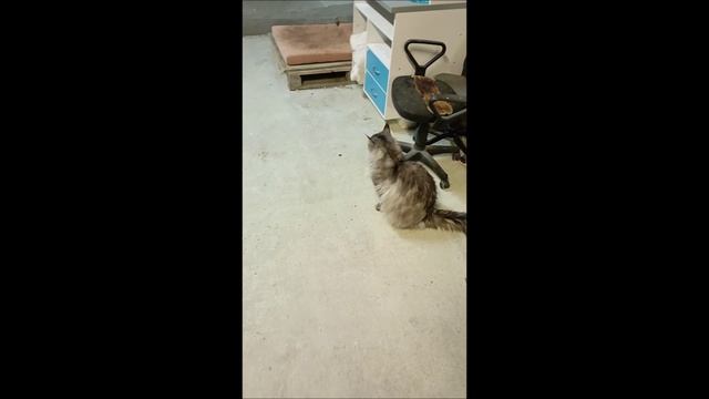 Кот. Коты во дворе