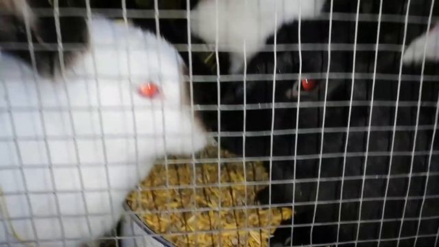 Милашки! Котик, Собачка и Зайчики! ❤️