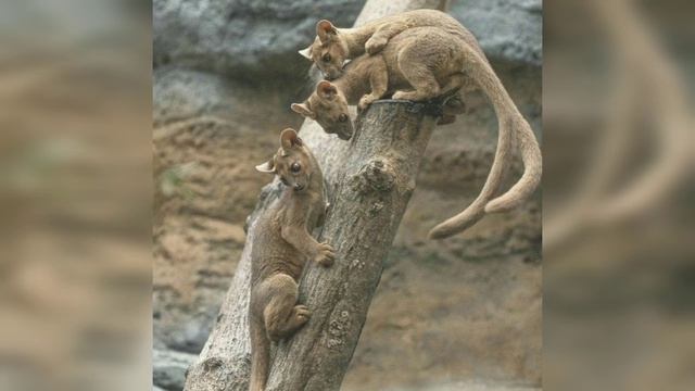 Fossa Animal: A Rare Cat-Like Mongoose of Madagascar's Top Predator