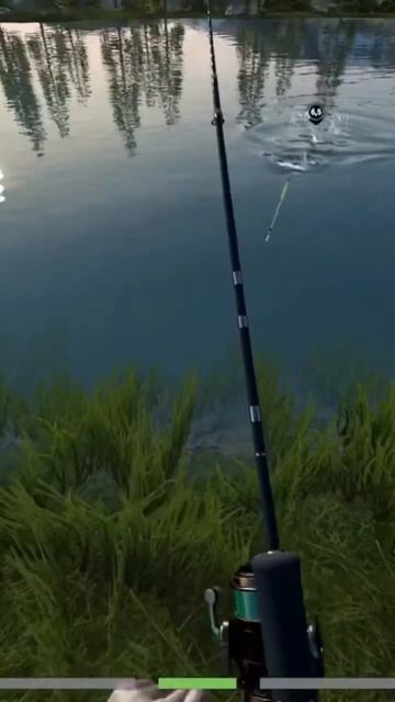 Поймал радужную форель на донку #carpfishing #fishing #рыбалка #fish