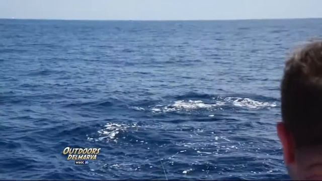 2016 White Marlin Open Part 1