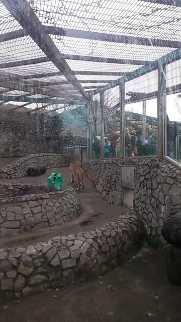 Ленинградский зоопарк. Большие кошки. Тигр. #ленинградскийзоопарк