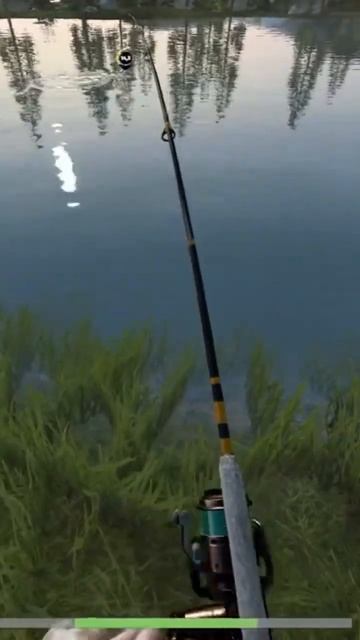 Налим на поплавочную удочку #carpfishing #fishingvideo #рыбалка #troutfishing
