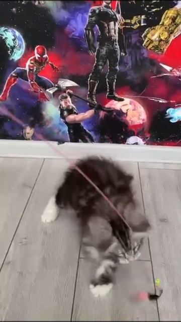 котенок мейн кун