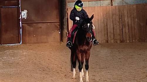 Флейта и Лера, манежная езда 1.2, #horse #equestrian #лошади #pony