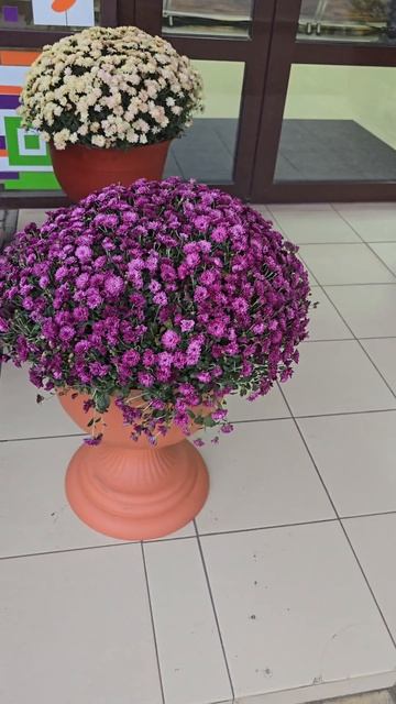 🌺🌺🌺 Маленькие хризантемы‼️🌺🌺🌺
