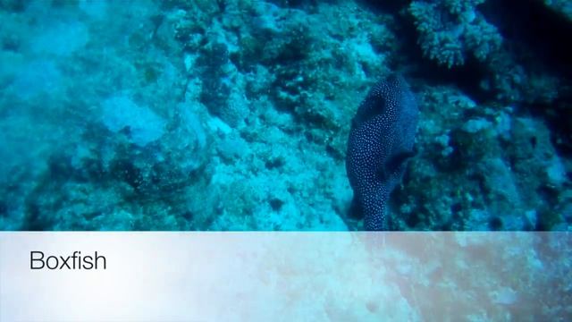 Random Boxfish