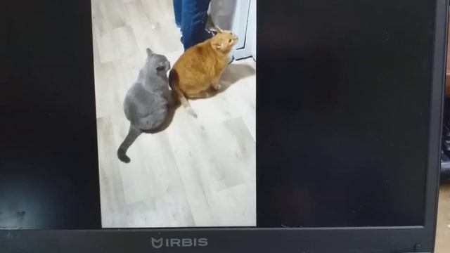 Оголодали дочкины коты