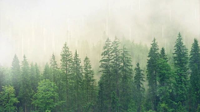 Severe Frost -Лесное Царство
